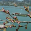 4月8日　東条湖畔の桜です。 三田市千丈寺湖の桜に比べると 蕾みのふくらみが大きいです。
