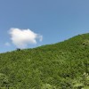7月晴の日、三田市青野から母子・永沢寺へと向かった。 空の青と雲の白、山の緑が鮮やかだ。